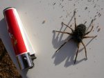 posible lycosa radiata 2 prueba.JPG