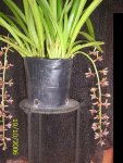 Ultimas floraciones 002.jpg