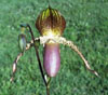 PAPH BIANKA.jpg