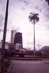 Parajubaea_cocoides_muy_joven_en_el_Parque_de_la_Alameda_de_[1].jpg