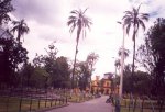 Parajubaea_cocoides_cerca_al_Observador_Astronomico_en_el_Pa[1].jpg