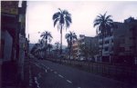 Parajubaea_cocoides_en_la_Av[1].Rodrigo_de_Chavez_al_sur_este_d.jpg