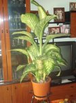 Dieffenbacia 1.JPG