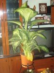 Dieffenbacia 2.JPG