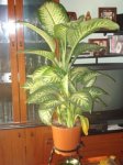 Dieffenbacia 3.JPG