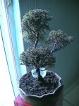 bonsai1.JPG