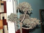 bonsai3.JPG