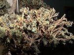 bonsai2.JPG