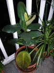 FicusElastica01.JPG