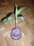 CordylineTerminalis04.jpg
