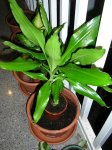 Dracaena_Fragans_Knerkii_01.JPG