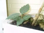 Plantas Cole1.JPG
