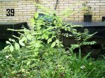 Plantas Cole39.JPG