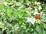 Plantas Cole40.JPG