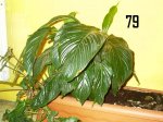 Plantas Cole79.JPG
