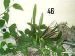 Plantas Cole 046.JPG