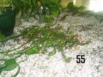 Plantas Cole 055.JPG