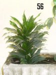 Plantas Cole 056.JPG