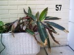 Plantas Cole 064.JPG