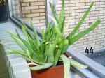 Plantas Cole44.JPG