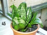 Plantas Cole45.JPG