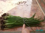 huerta 069.jpg