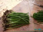 huerta 070.jpg