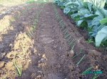 huerta 075.jpg