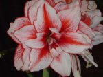 blanco roja triple.jpg