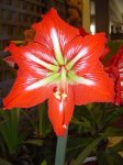roja blanco grande.jpg