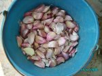 huerta 067.jpg