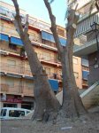 Yucca.jpg