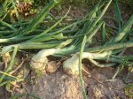 huerta 066.jpg