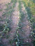 huerta 067.jpg