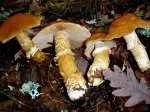 Dsc03002.jpg