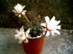 81 (gymnocalycium schroederianum).JPG