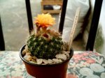 89b (parodia microsperma).JPG
