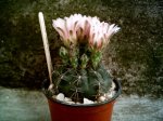 92a (gymnocalycium schroederianum).JPG