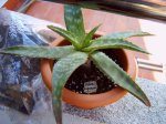 sp. saponaria petita.jpg