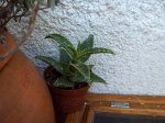 Aloe sense classificar.jpg