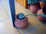 Aloe claviflora (no segur).jpg
