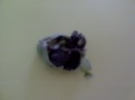 DSC00180.JPG