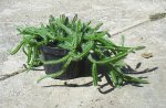 CACTUS 1.jpg