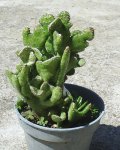 CACTUS 2.jpg
