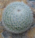 CACTUS 4.jpg