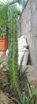CACTUS 5.jpg