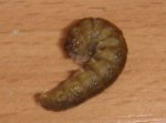 DSC04048.JPG