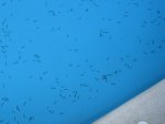 DSC04268.JPG