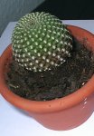 Cactus1.jpg
