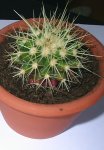 Cactus2.jpg